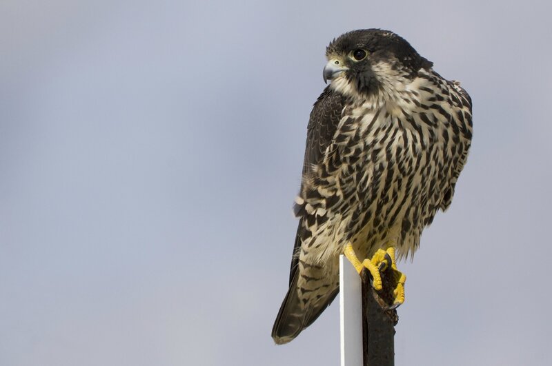falcon perched on a post