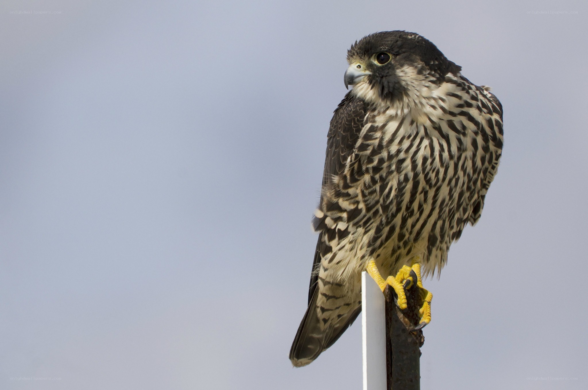 falcon perched on a post