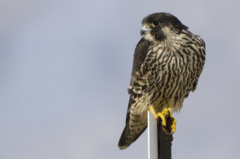 falcon perched on a post