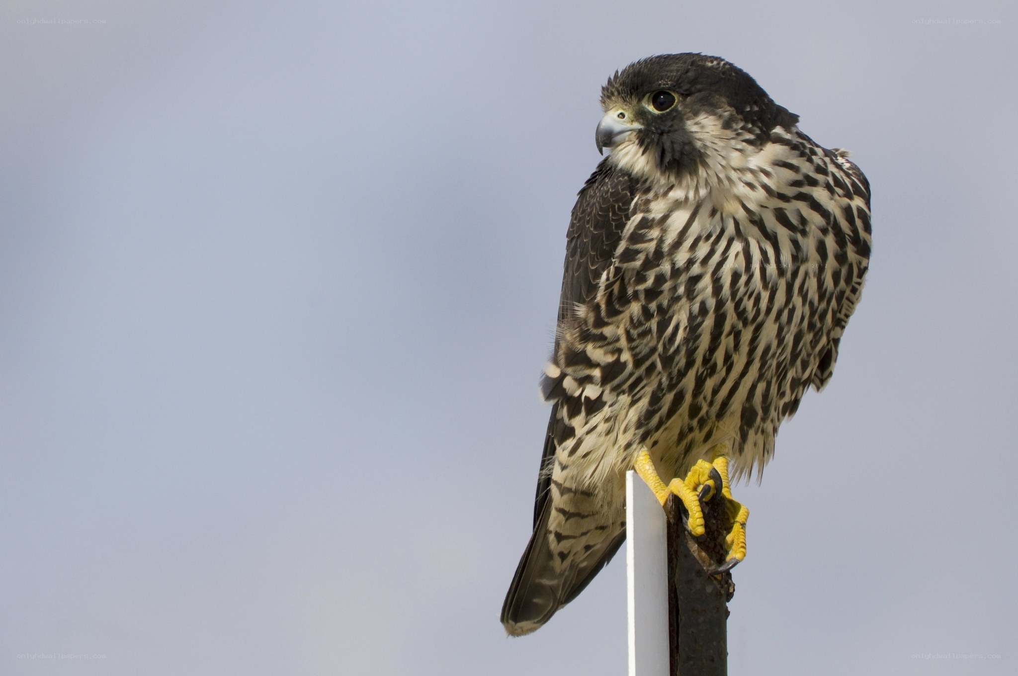 falcon perched on a post