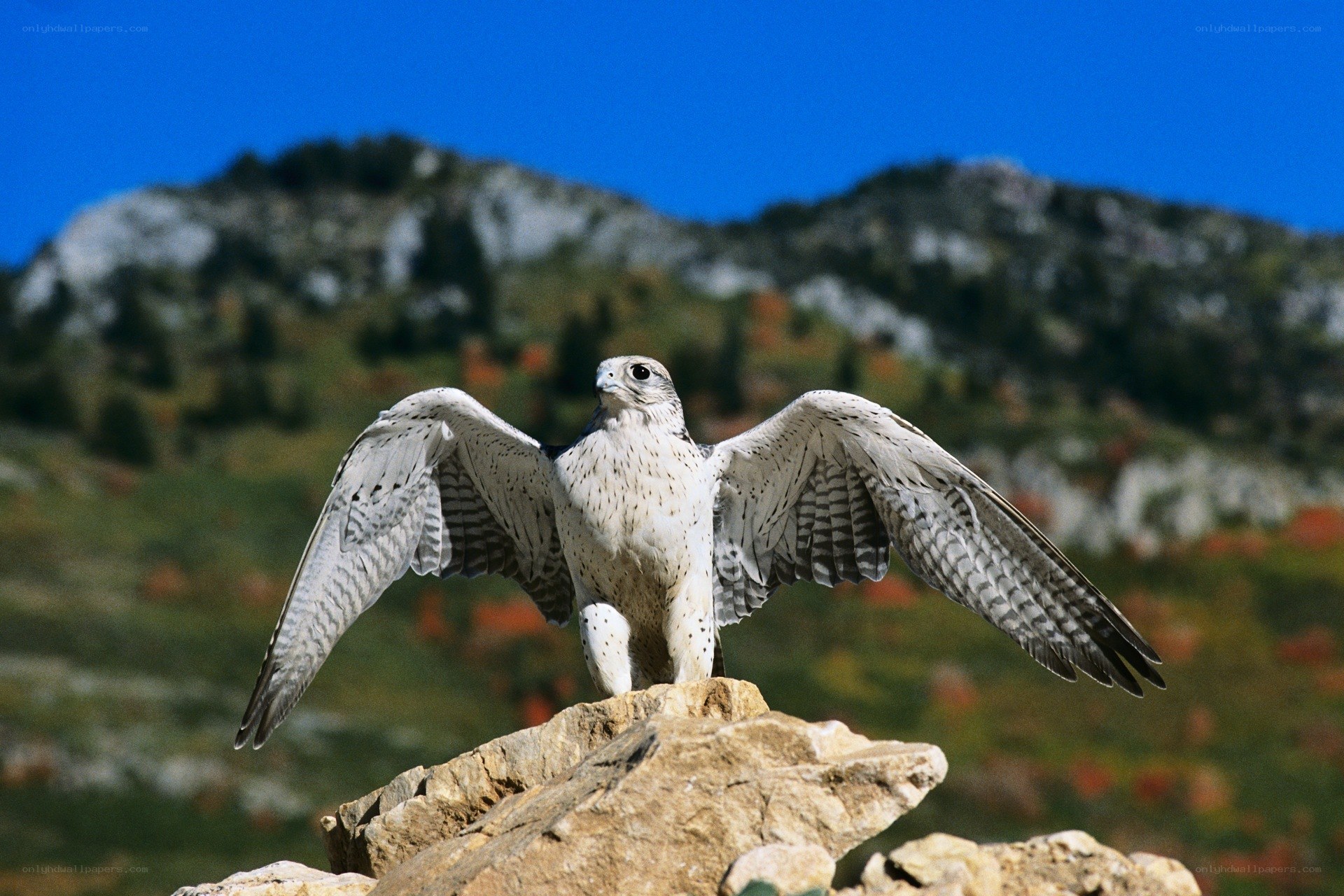 Falcon perched on a rock
