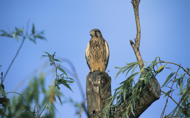 falcon perched on a tree stump