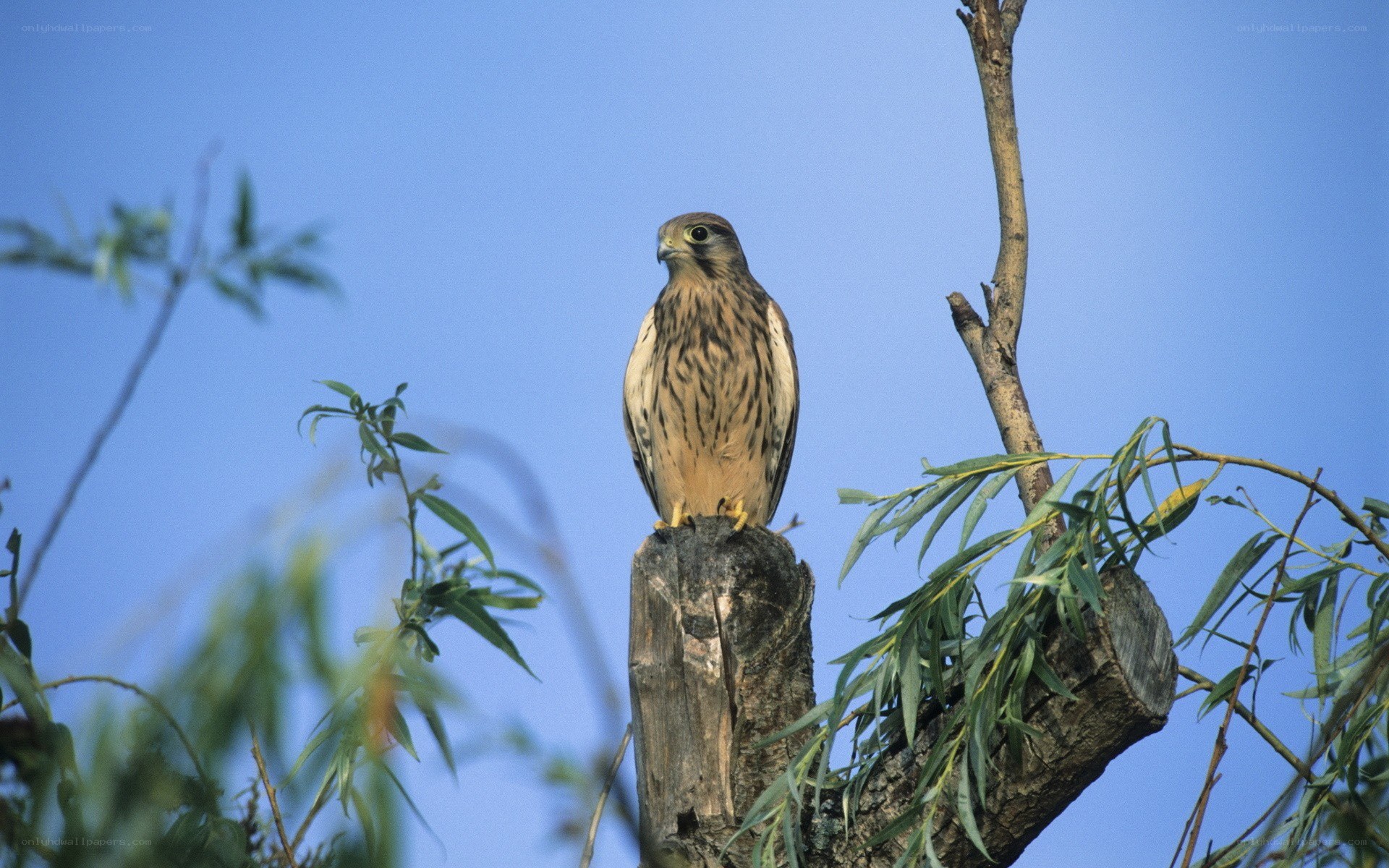 falcon perched on a tree stump