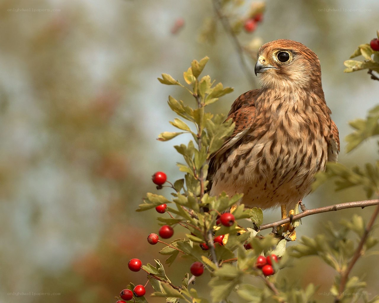 Falcon perched on berry branch