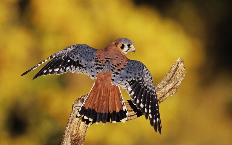 falcon perched on branch