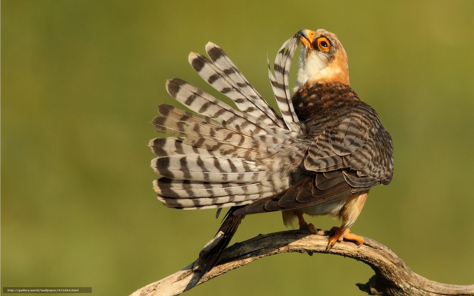 falcon perched on branch