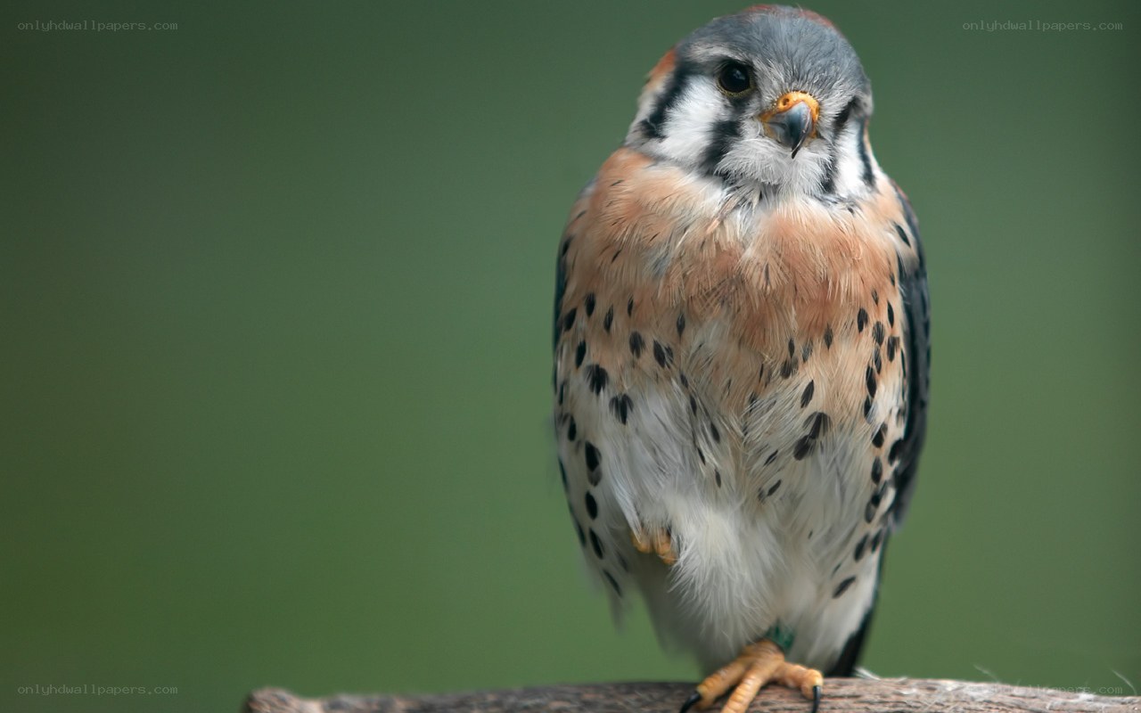 falcon perched on branch