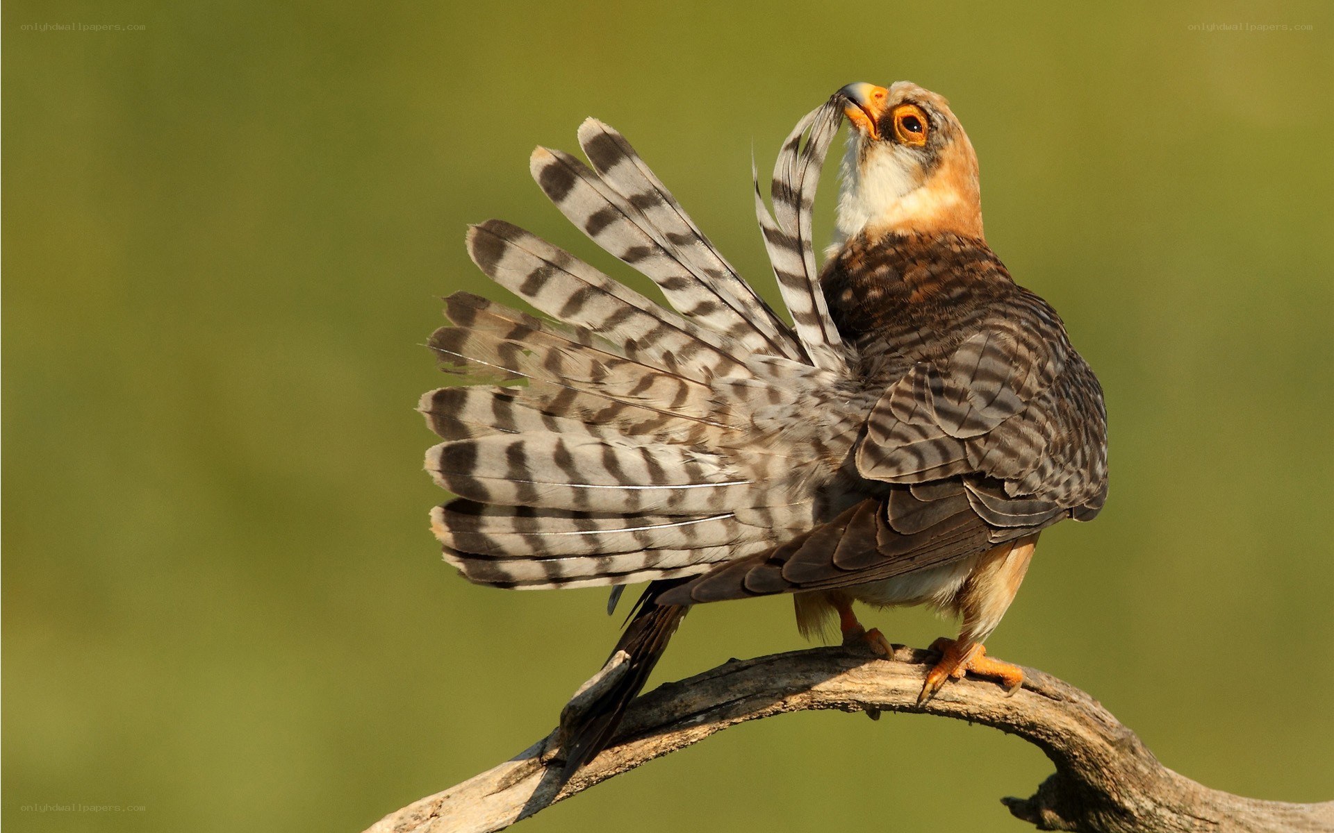 falcon perched on branch