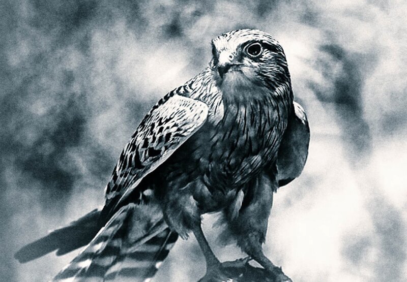 Falcon Perched on Branch — Black