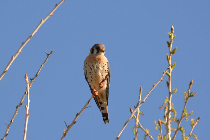 Falcon Perched on Branch — Blue