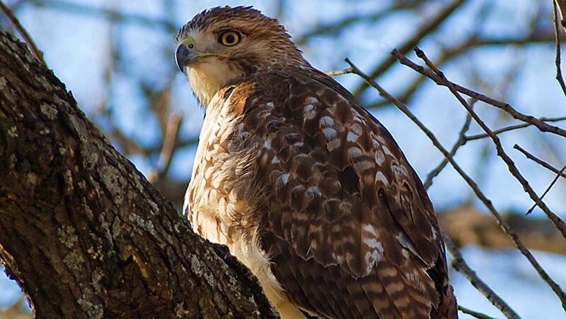 Falcon Perched on Branch — Brown, Alert, Afternoon