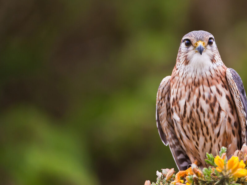 Falcon Perched on Branch — Brown, Alert