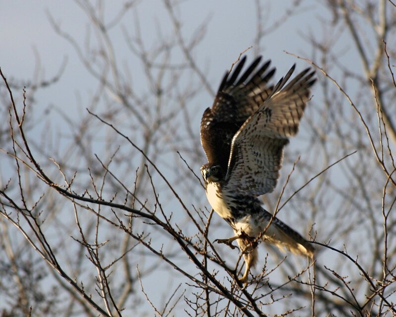 Falcon Perched on Branch — Brown