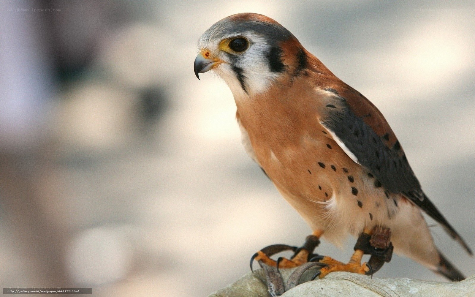falcon perched on glove