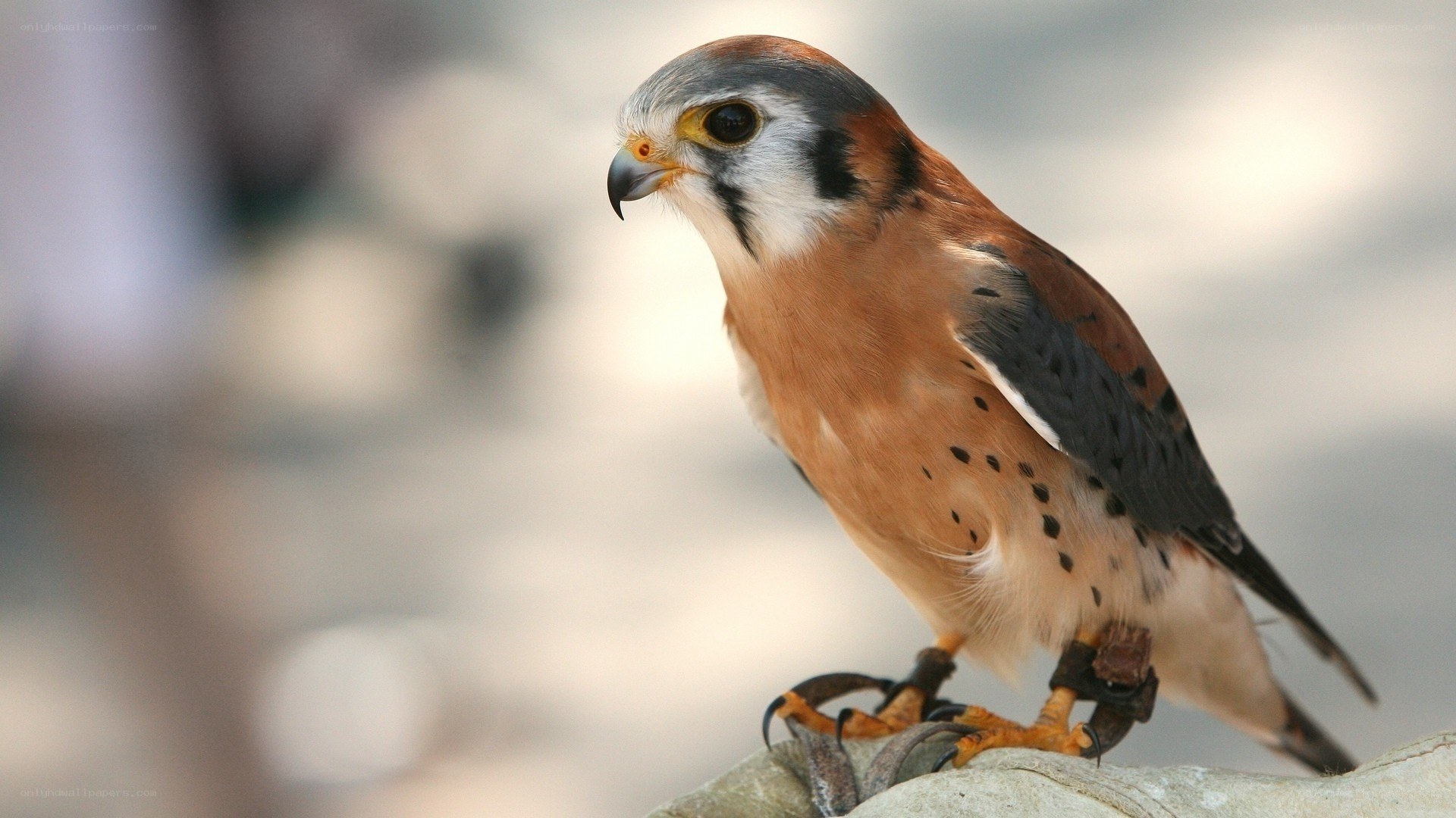 falcon perched on glove