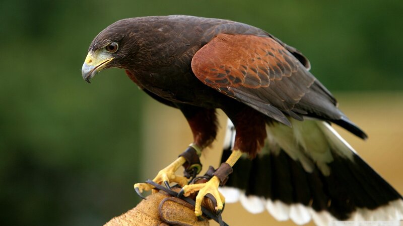 falcon perched on glove