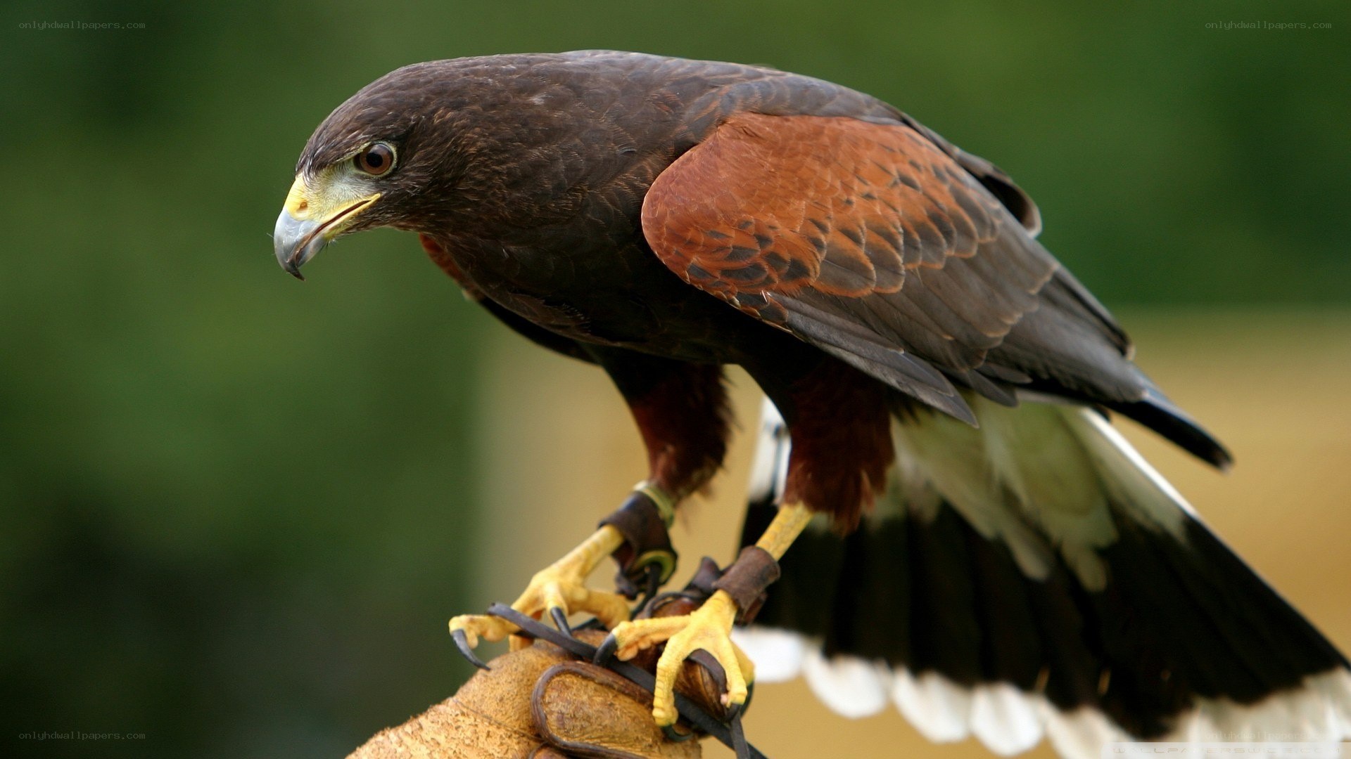 falcon perched on glove
