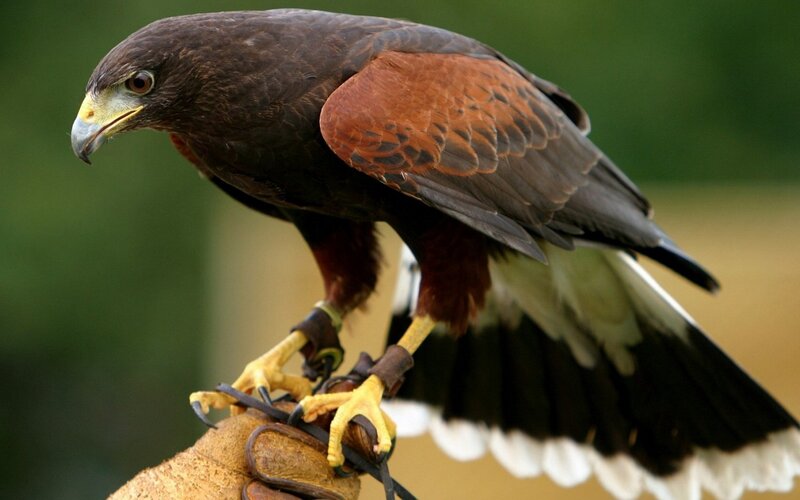 falcon perched on glove