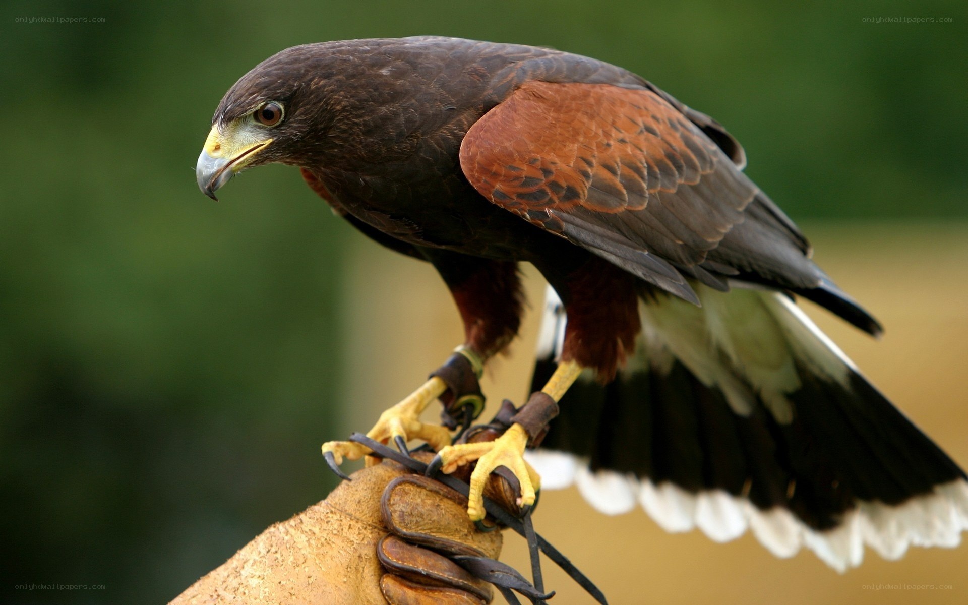 Falcon perched on glove