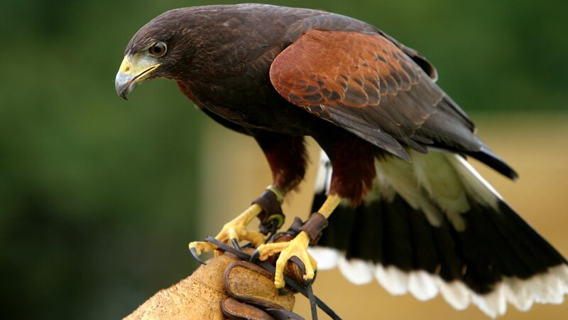 falcon perched on glove