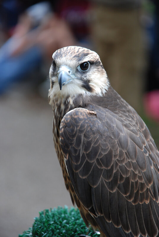 falcon perched on green object