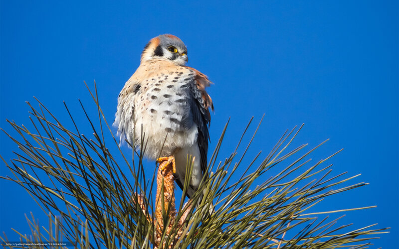 Falcon perched on pine branch