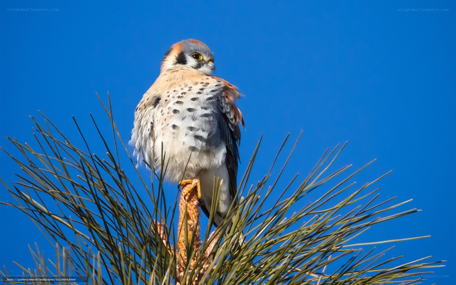 Falcon perched on pine branch