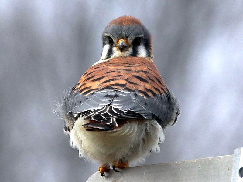 Falcon Perched on Pole