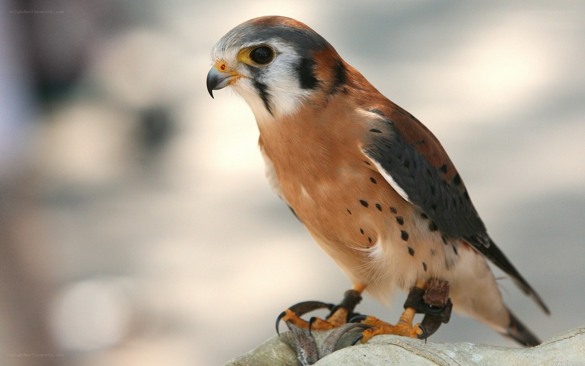 falcon perched on rock