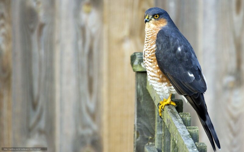 Falcon perched on wooden fence