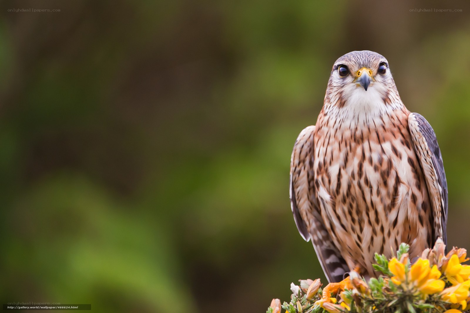 Falcon perched on yellow flowers