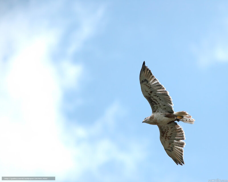 falcon soaring in blue sky