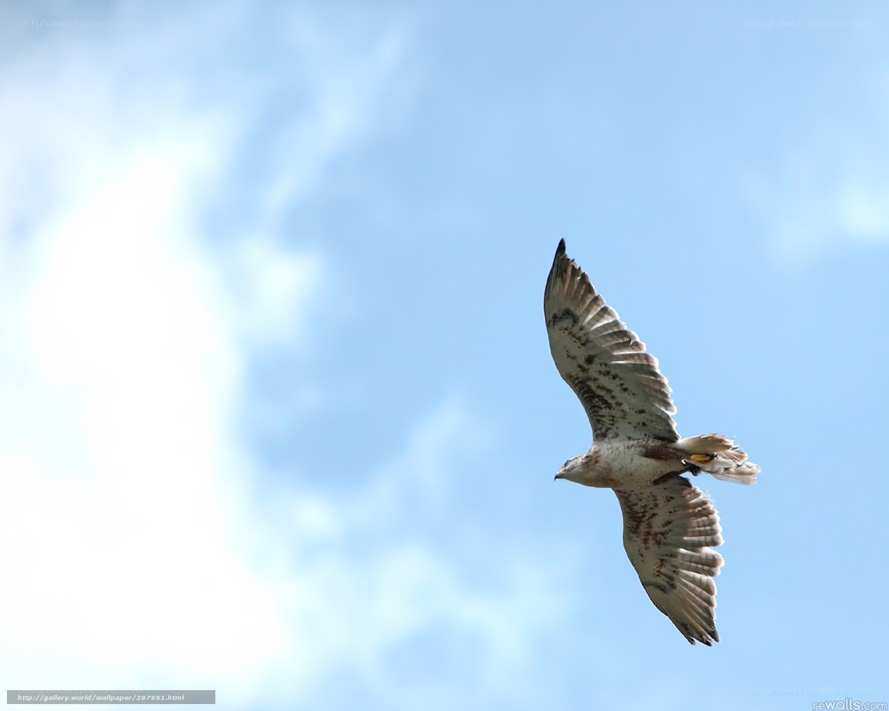 falcon soaring in blue sky