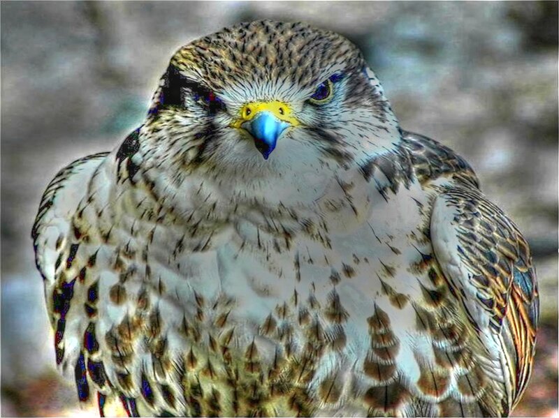 Falcon with Blue Beak