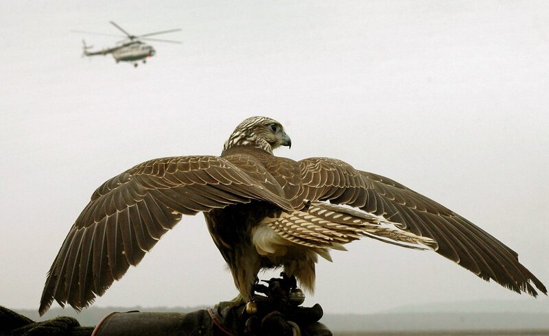 Falcon with helicopter in background