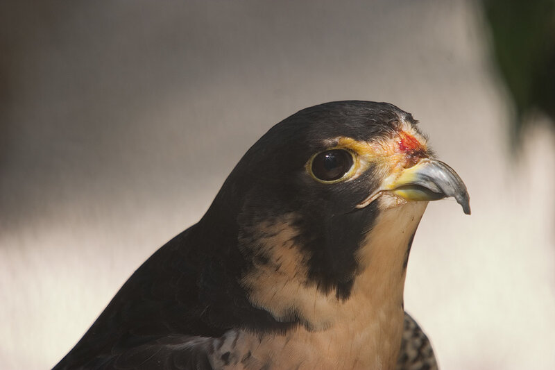 Falcon with Injury