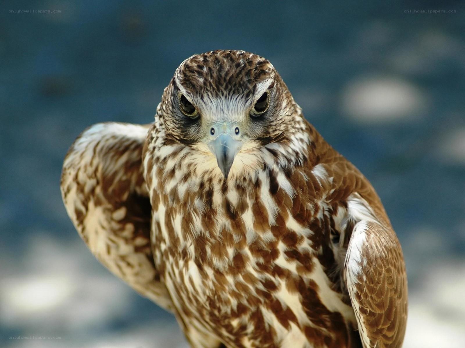 falcon with intense gaze
