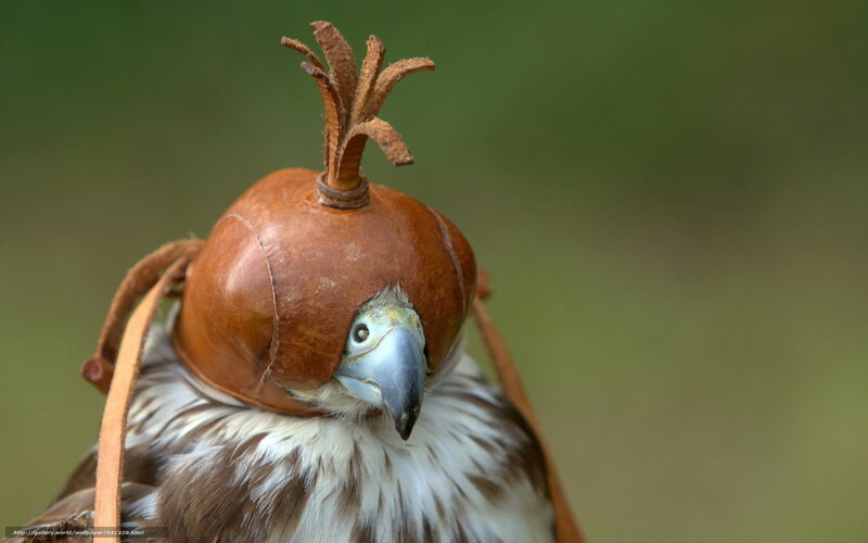 Falcon with Leather Hood — Brown