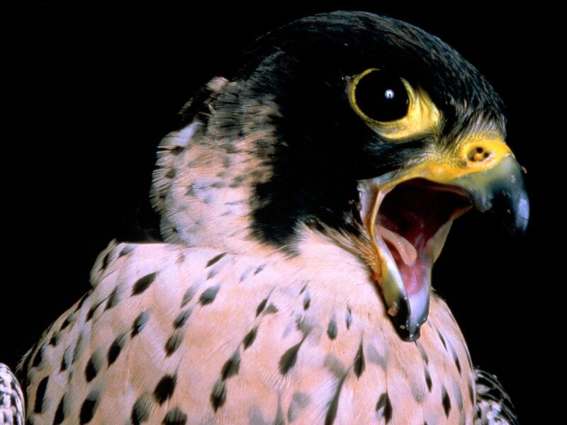 Falcon with Open Beak — Black
