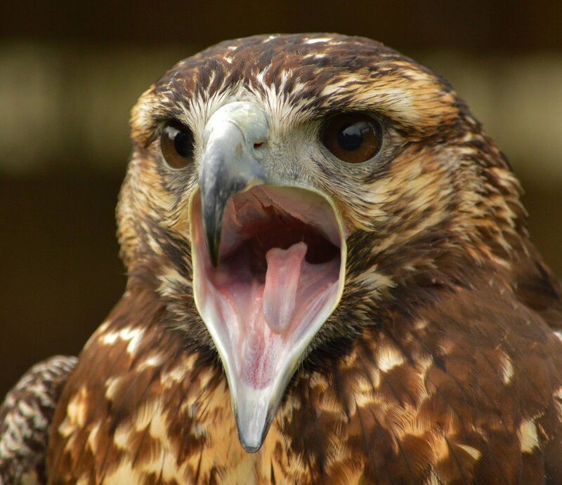 Falcon with Open Beak — Brown