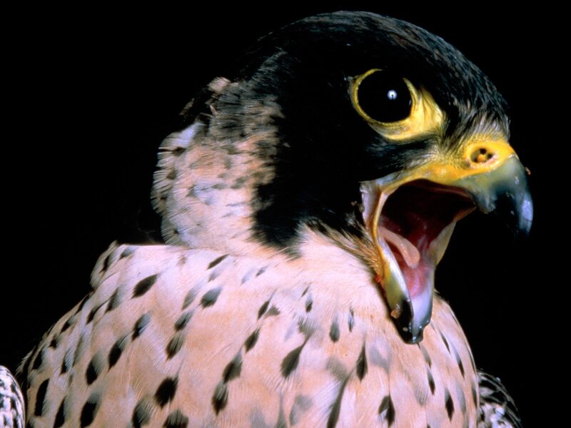 falcon with open beak