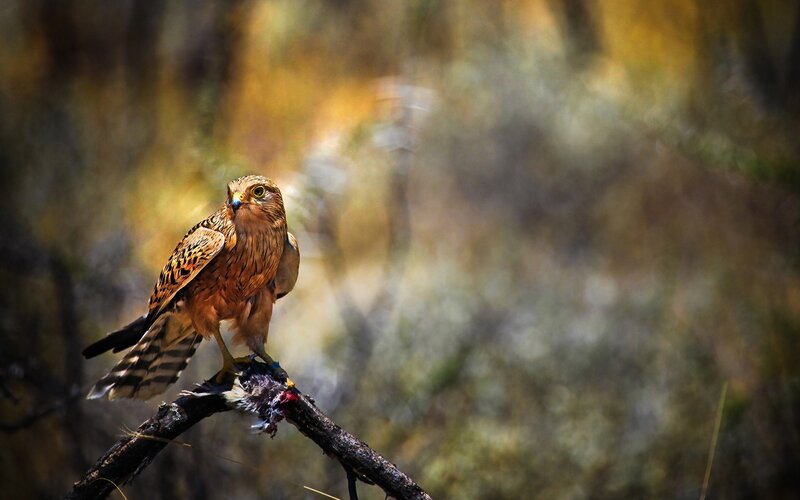 Falcon with prey on a branch
