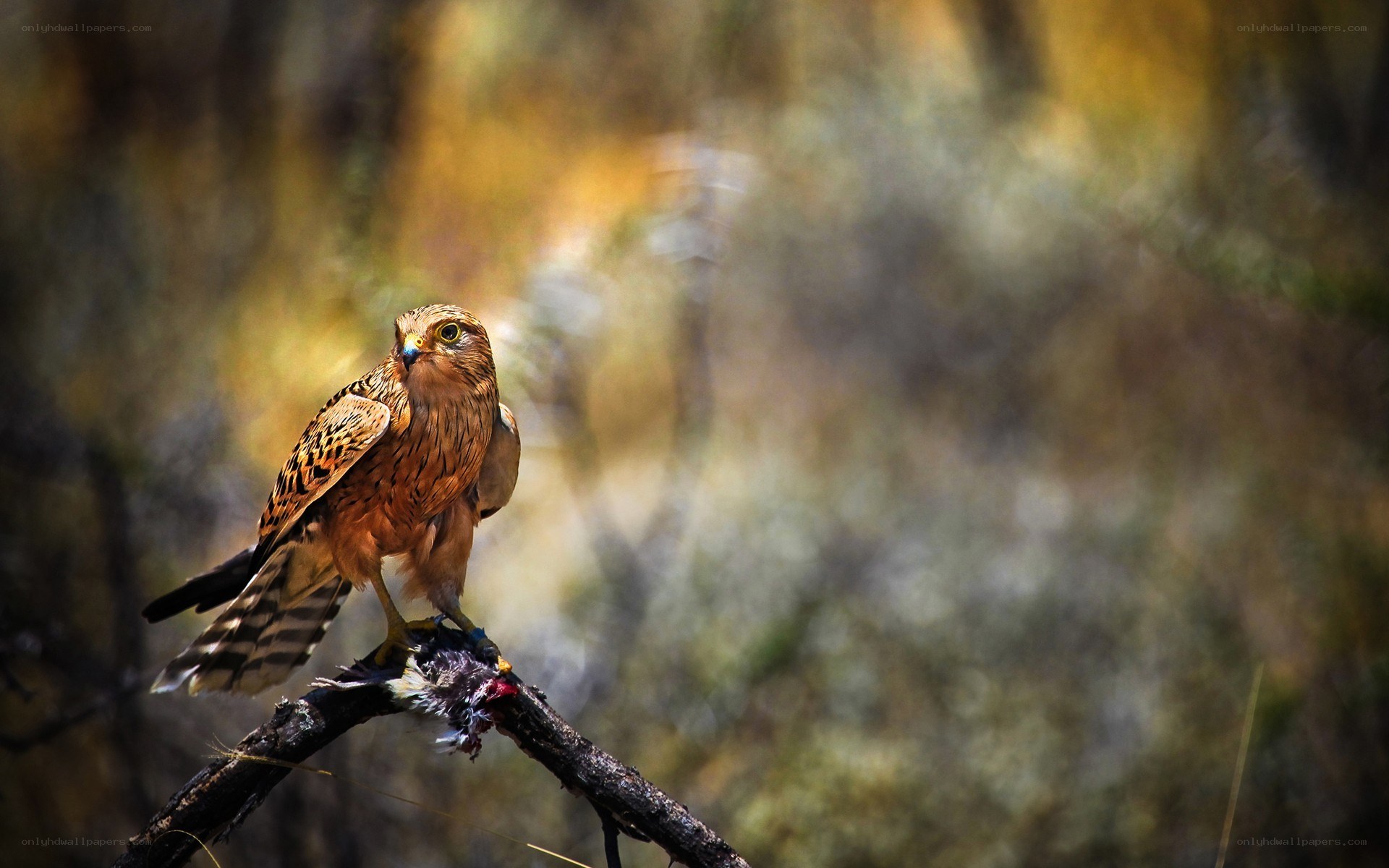 Falcon with prey on a branch