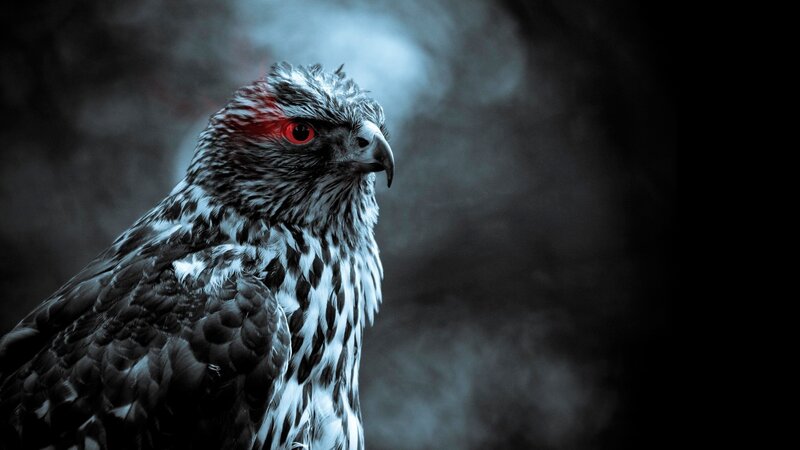 Falcon with Red Eye