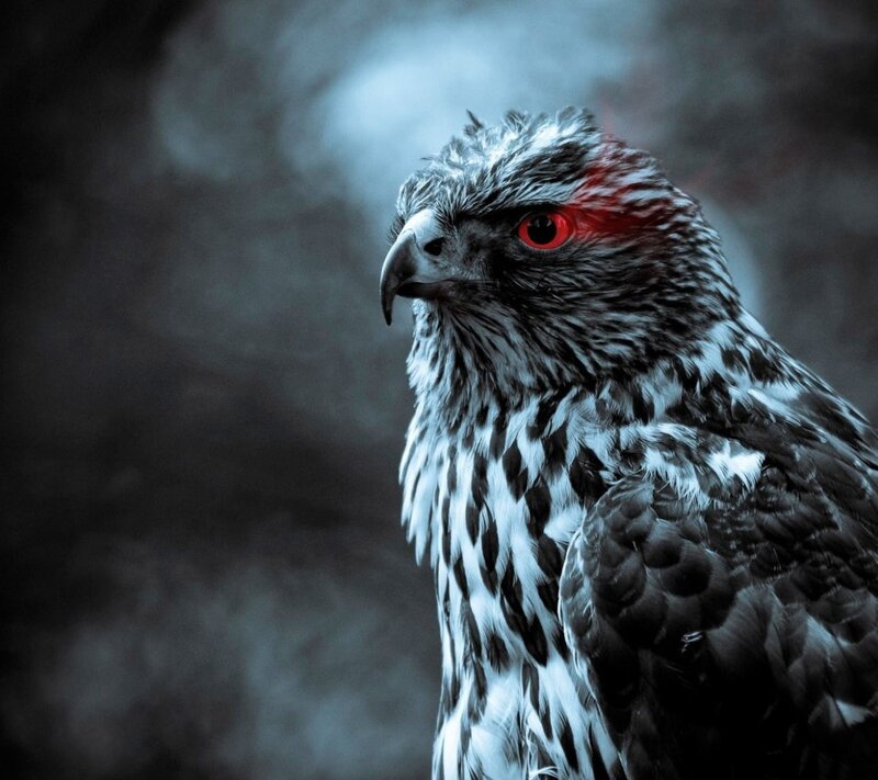 Falcon with Red Eyes — Black, Dramatic