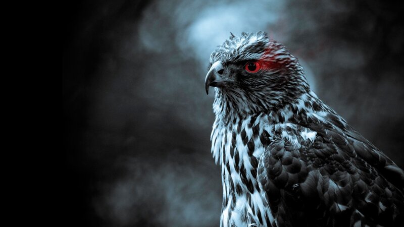 Falcon with Red Eyes — Black