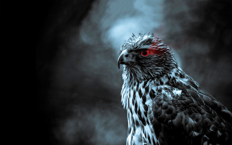 Falcon with Red Eyes