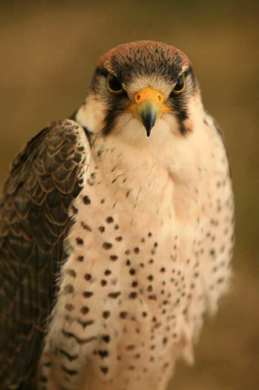 falcon with speckled chest
