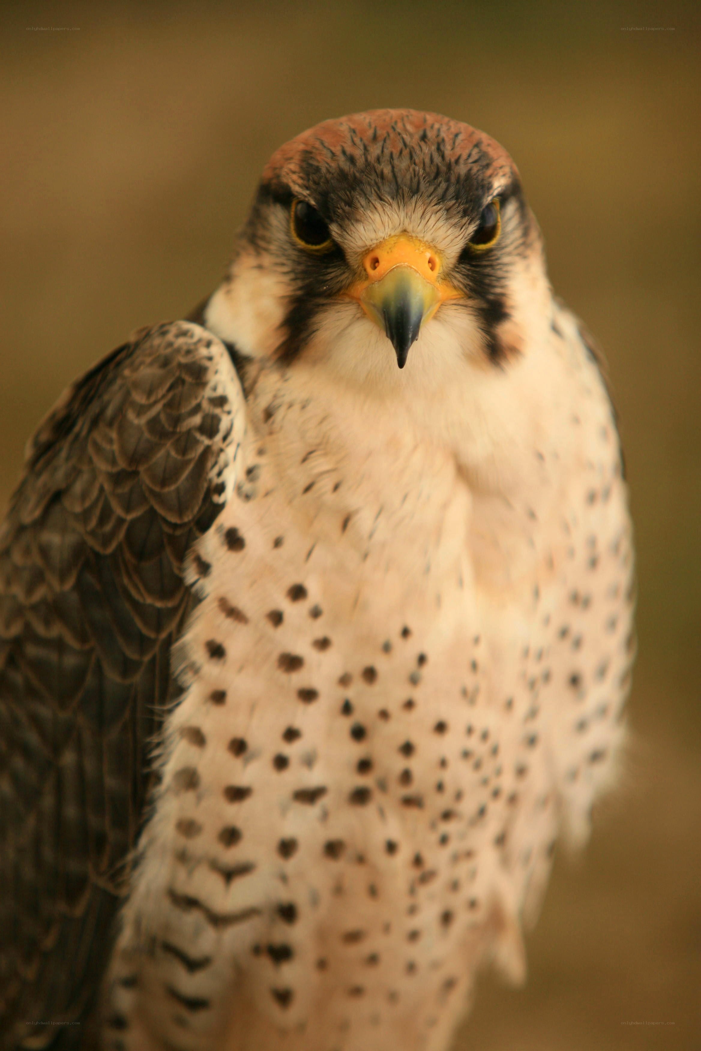 falcon with speckled chest