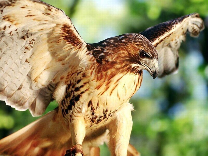 falcon with spread wings